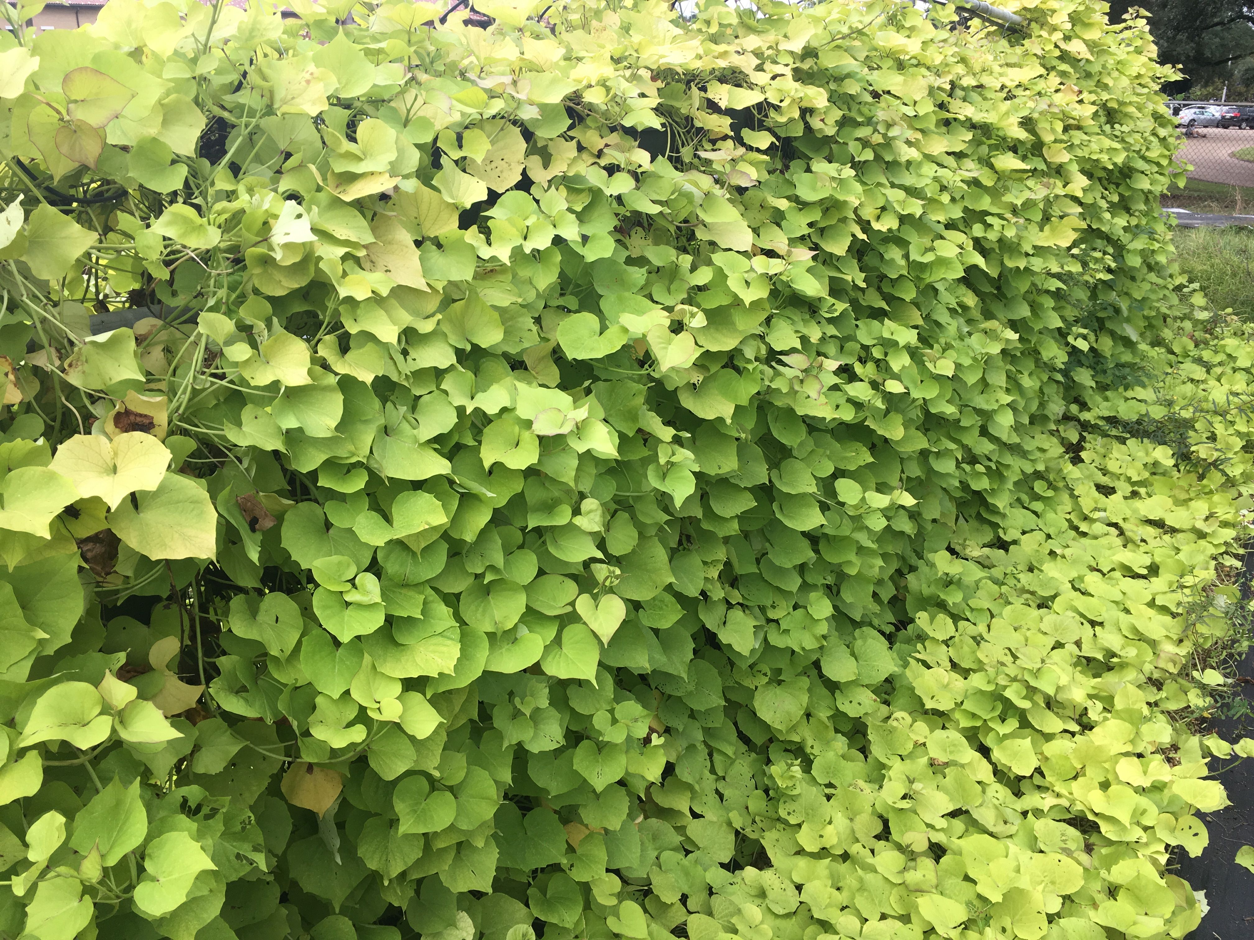 LSU AgCenter announces edible ornamental sweet potato